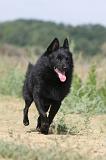 SCHIPPERKE 235